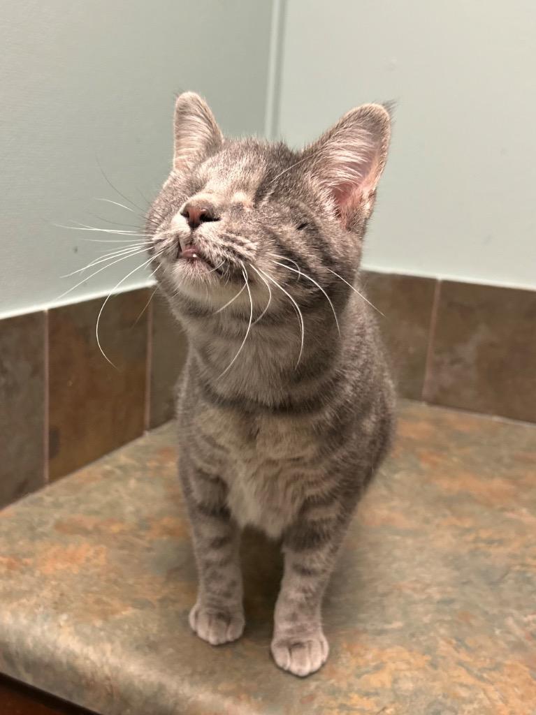 Gari, ADOPTABLE, Kitten Female Domestic Short Hair.