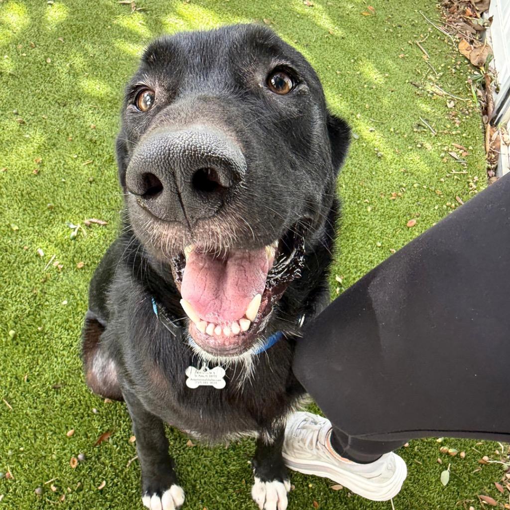 Marek, Adoptable, Young Male Labrador Retriever.