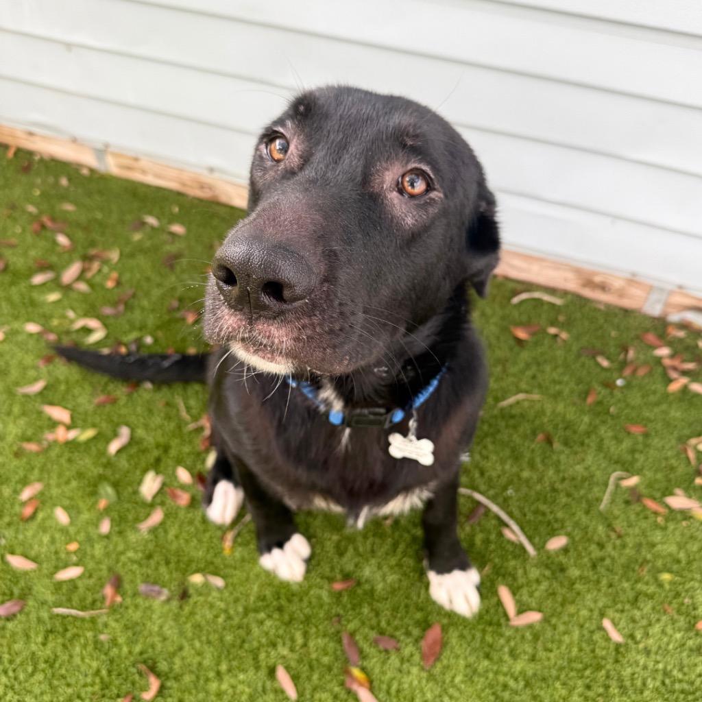 Enlarge Marek, a Adoptable mixed breed in Saint Petersburg, FL image 2/3