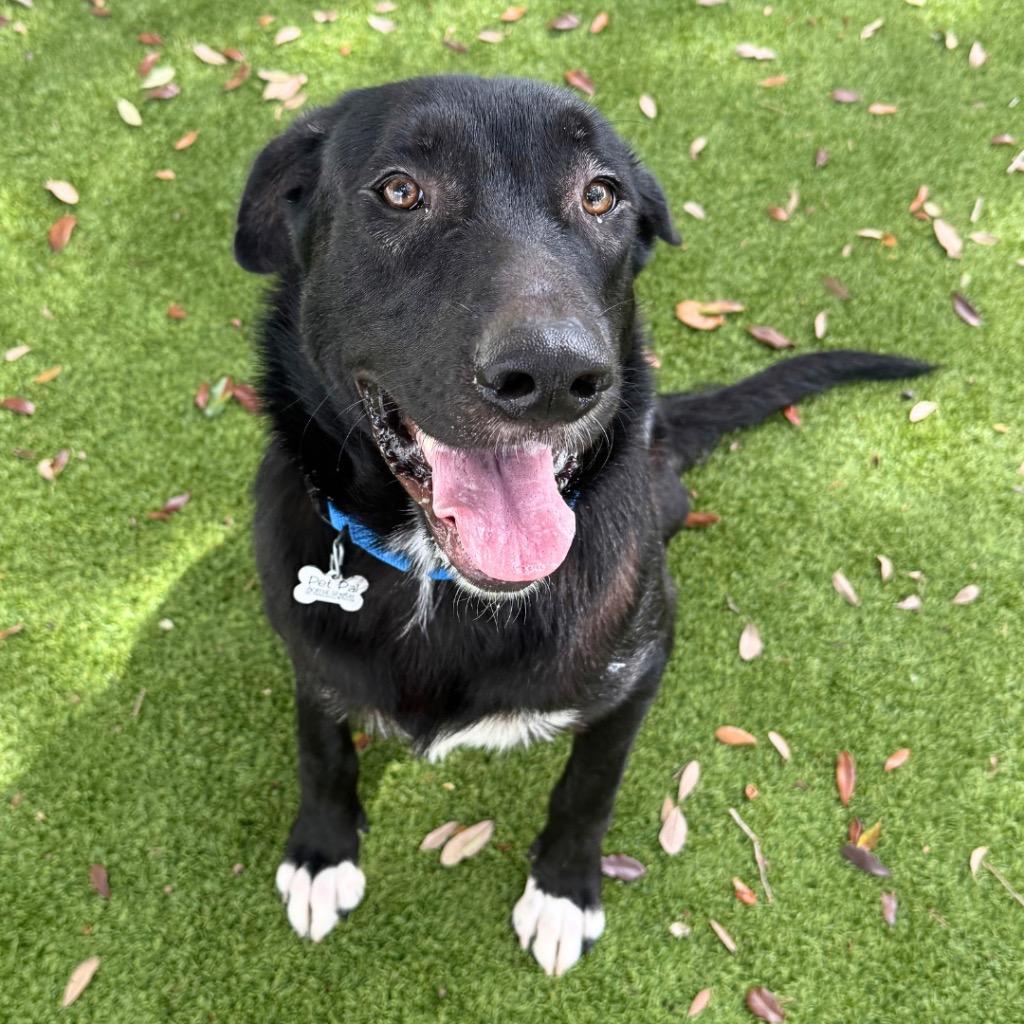 Enlarge Marek, a Adoptable mixed breed in Saint Petersburg, FL image 3/3