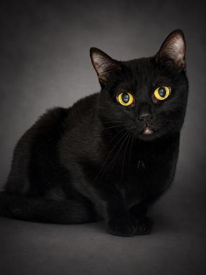 Obby, Adoptable, Adult Female Domestic Short Hair & Domestic Short Hair.