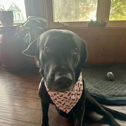 Cody, Adoptable, Senior Male Black Labrador Retriever & German Shepherd Dog.