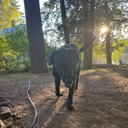 Cody, a Adoptable mixed breed image 4/6