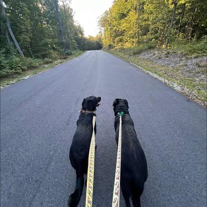 Cody, a Adoptable mixed breed image 5/6