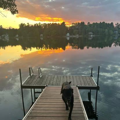 Cody, a Adoptable mixed breed image 6/6