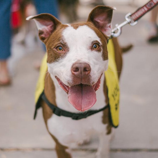 Kiki, Adoptable, Adult Female American Staffordshire Terrier.