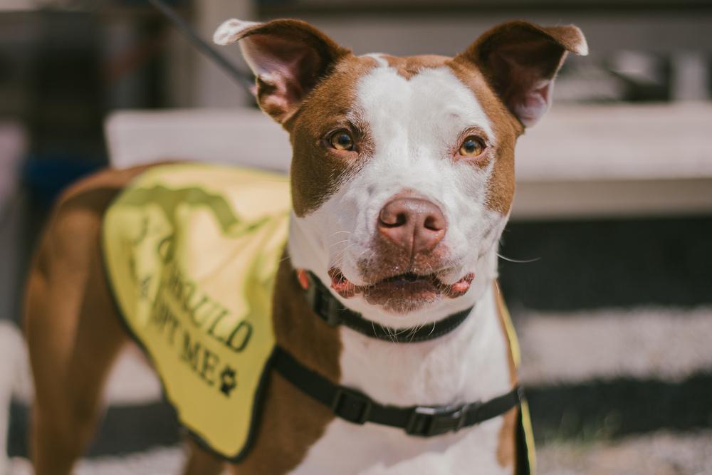 Enlarge Kiki, a Adoptable mixed breed in Bostic, NC image 2/4