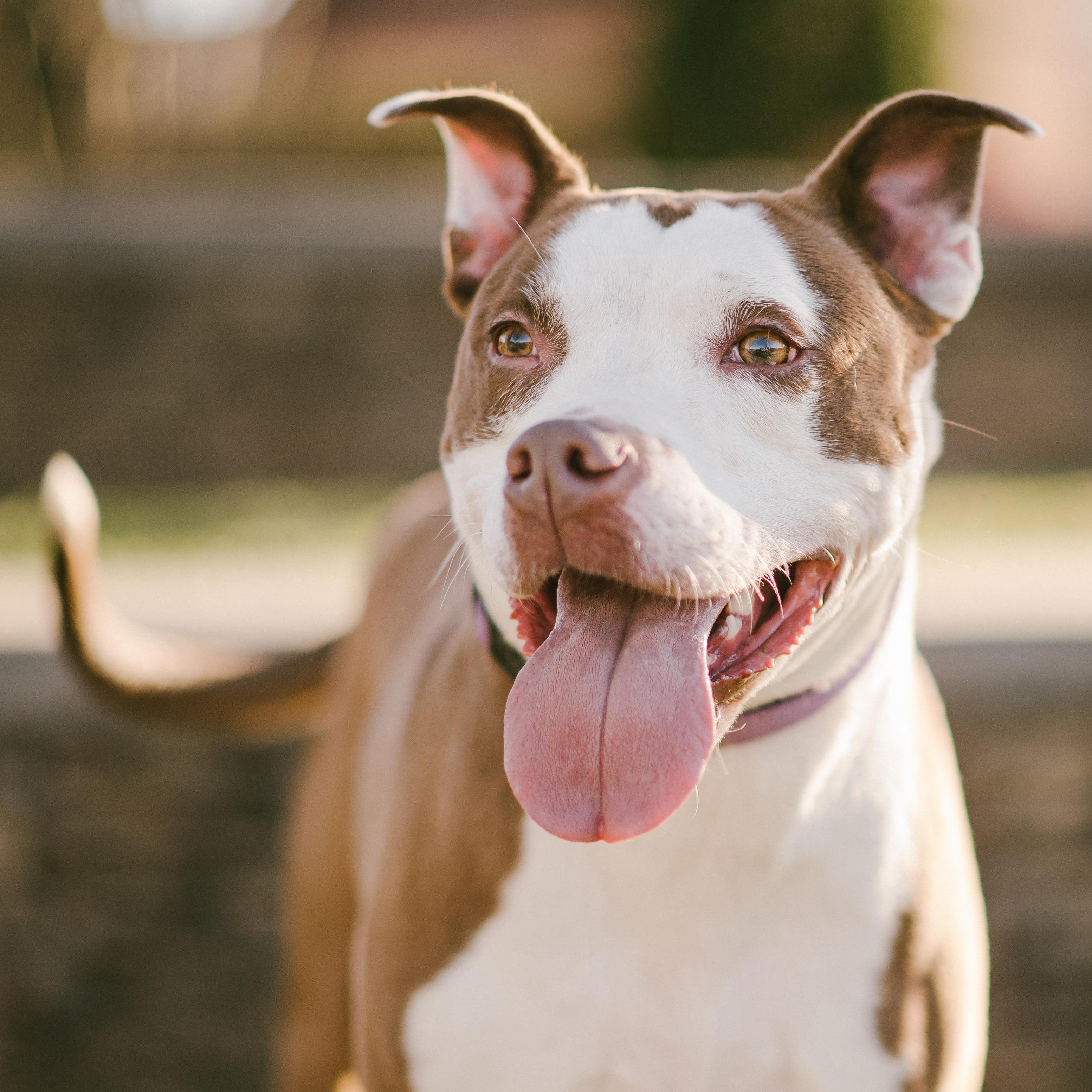 Enlarge Kiki, a Adoptable mixed breed in Bostic, NC image 3/4