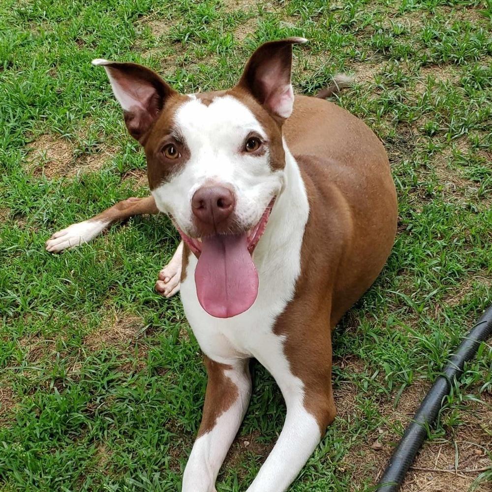 Enlarge Kiki, a Adoptable mixed breed in Bostic, NC image 4/4