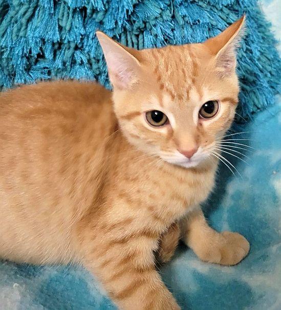 STAR-LITE, a Adoptable Domestic Short Hair in Powder Springs, GA image 1/3