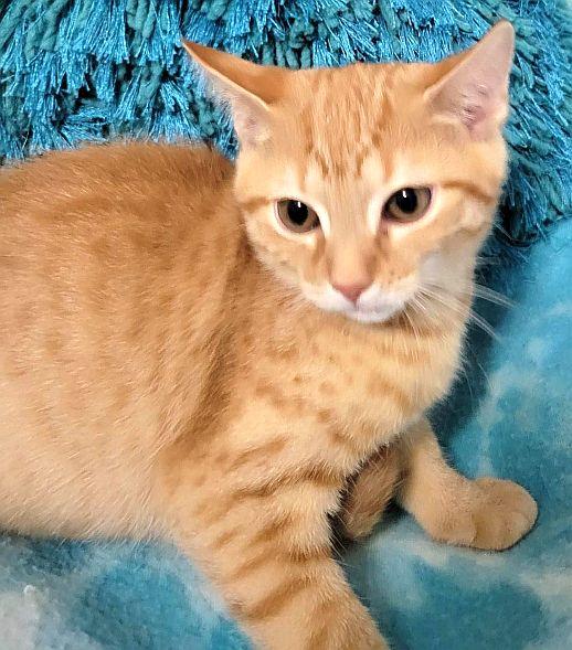 STAR-LITE, a Adoptable Domestic Short Hair in Powder Springs, GA image 2/3