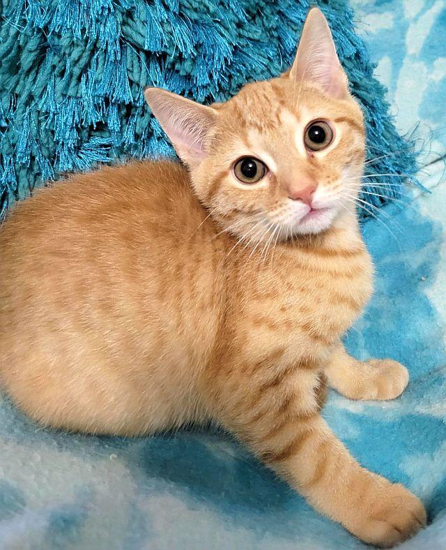 STAR-LITE, a Adoptable Domestic Short Hair in Powder Springs, GA image 3/3