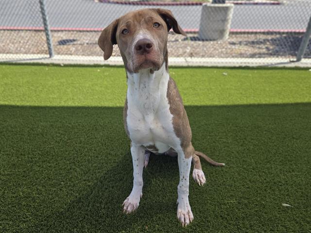 Enlarge LIVVY, a Adoptable mixed breed in Auburn, CA image 1/1