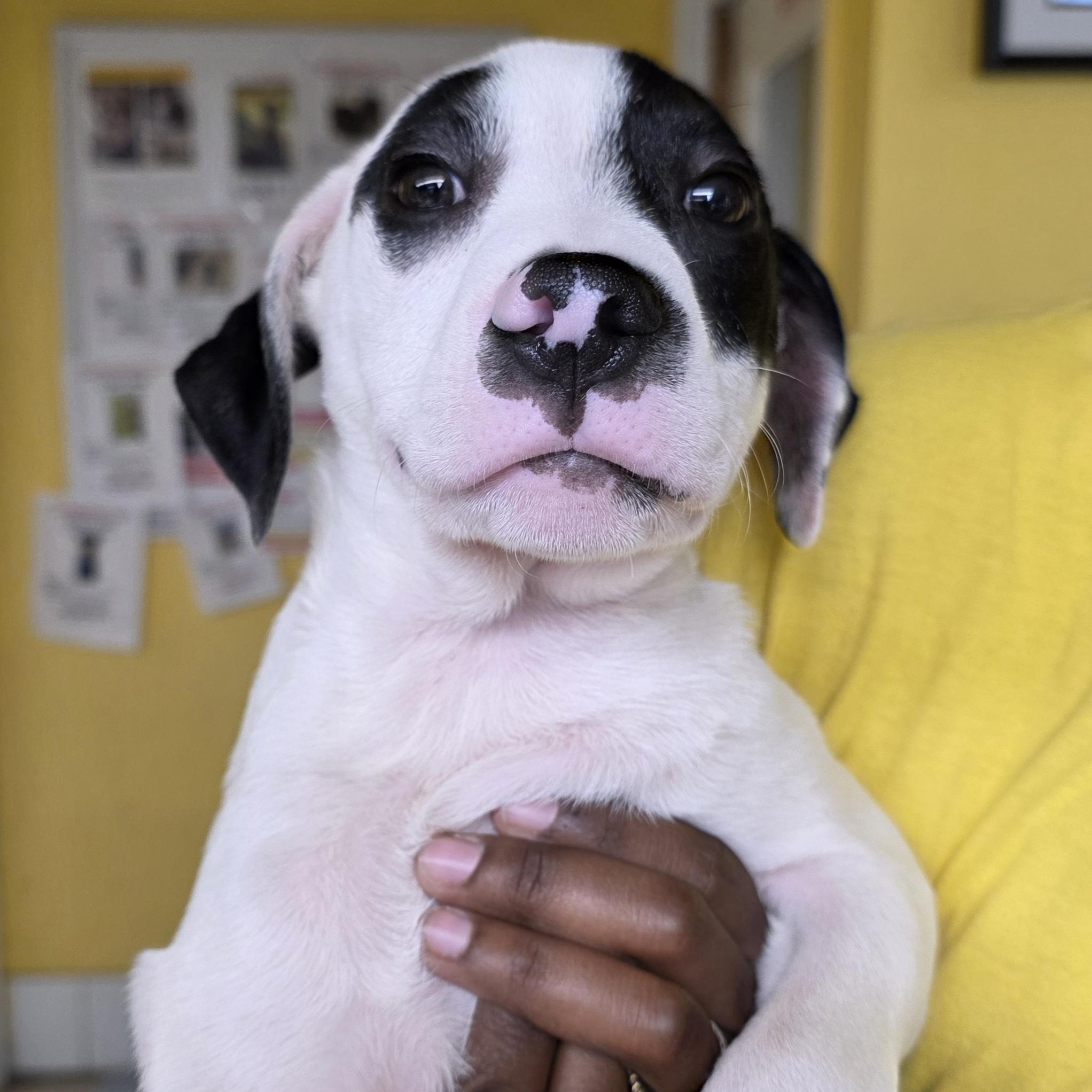 Enlarge Blas 8515, an adopted mixed breed in Boca Raton, FL image 2/2
