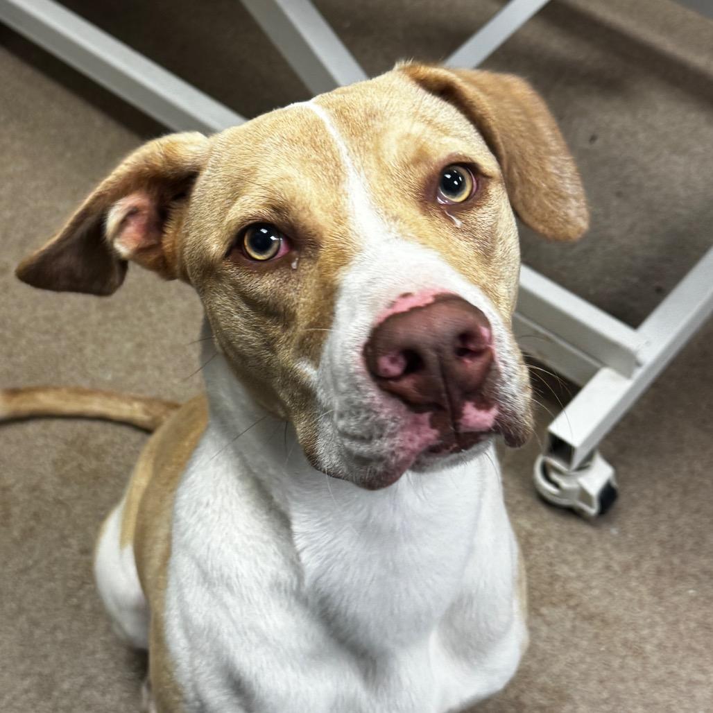 Enlarge Clark, a Adoptable mixed breed in Hinesville, GA image 2/2