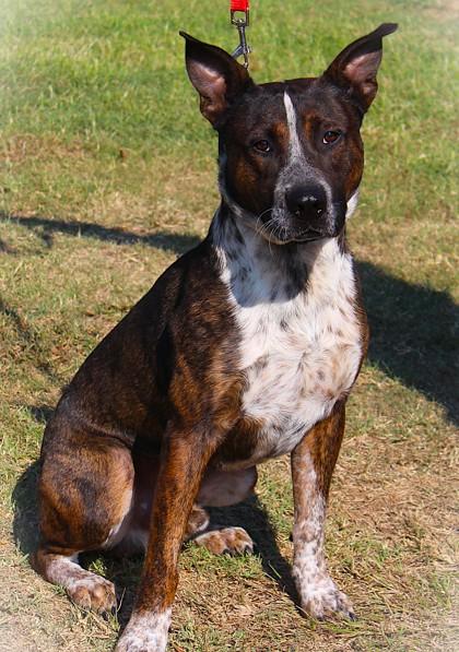 Buster Brown, Adoptable, Adult Male Cattle Dog & Mixed Breed.