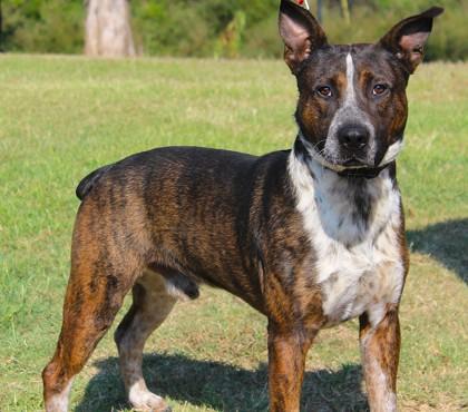 Enlarge Buster Brown, a Adoptable mixed breed in Conway, AR image 2/2