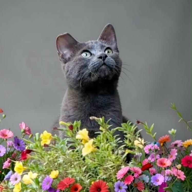 Enlarge Luna, a Adoptable Domestic Short Hair in Walnut Cove, NC image 1/6