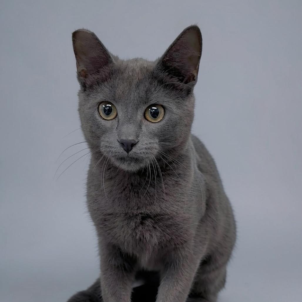 Enlarge Luna, a Adoptable Domestic Short Hair in Walnut Cove, NC image 6/6