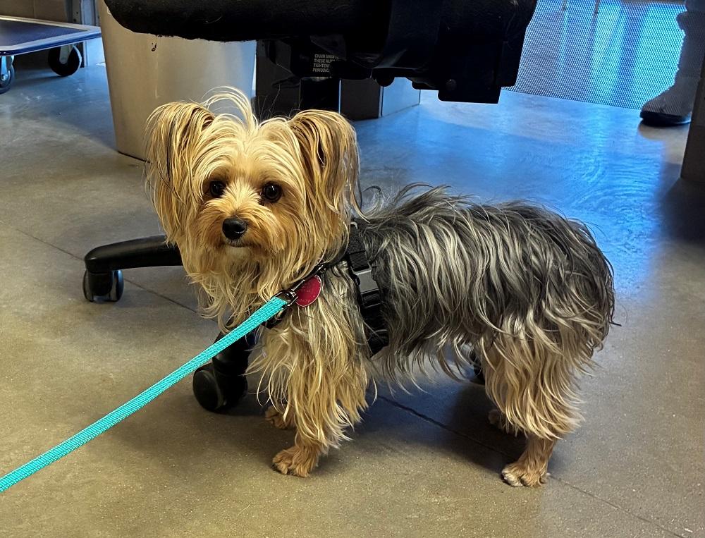 Enlarge Donut, an adopted Yorkshire Terrier in Mason City, IA image 1/1