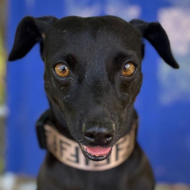 Enlarge Titan , an adopted mixed breed in Philadelphia, PA image 5/6