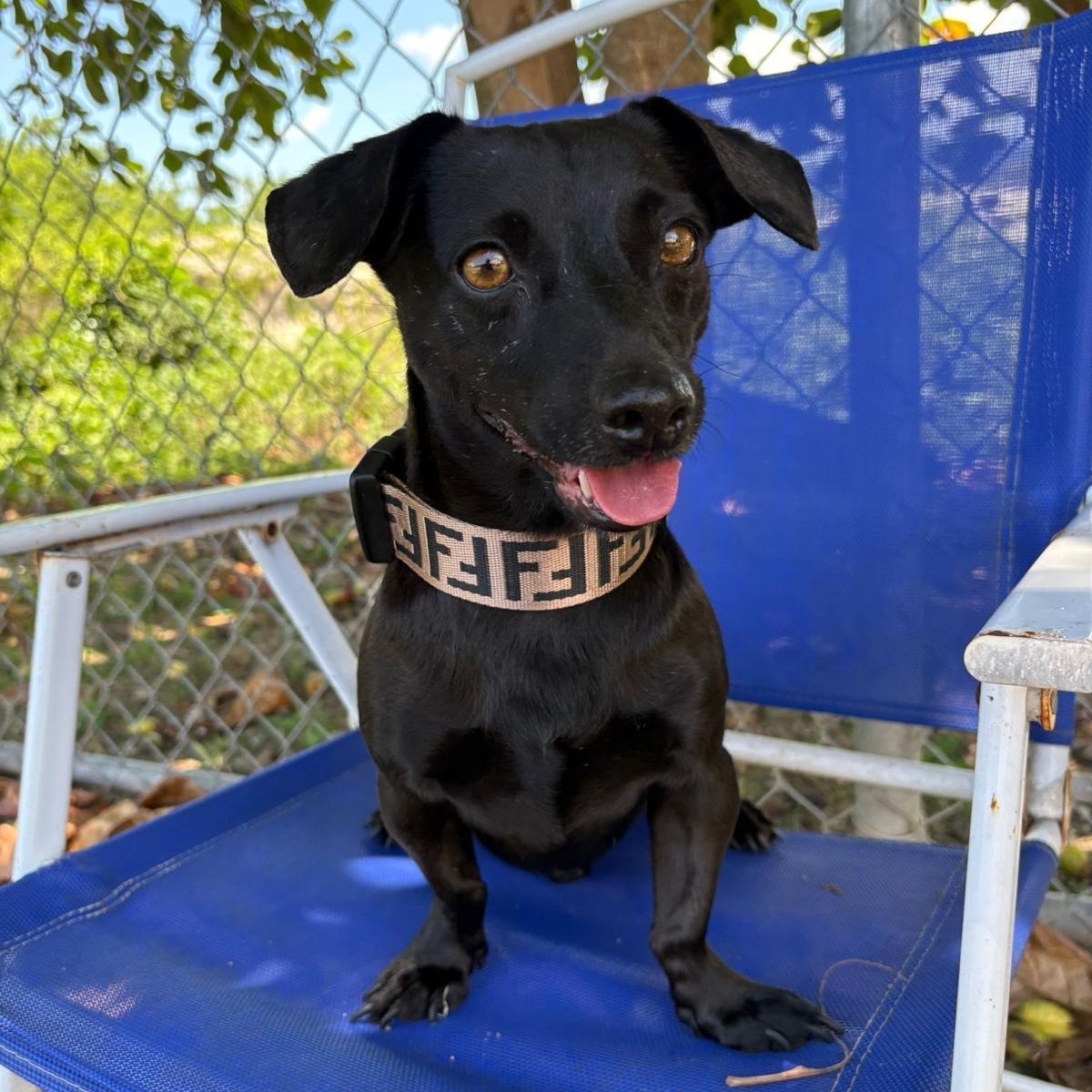 Enlarge Titan , an adopted mixed breed in Philadelphia, PA image 2/6