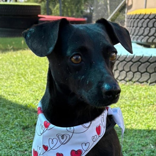 Enlarge Titan , an adopted mixed breed in Philadelphia, PA image 6/6