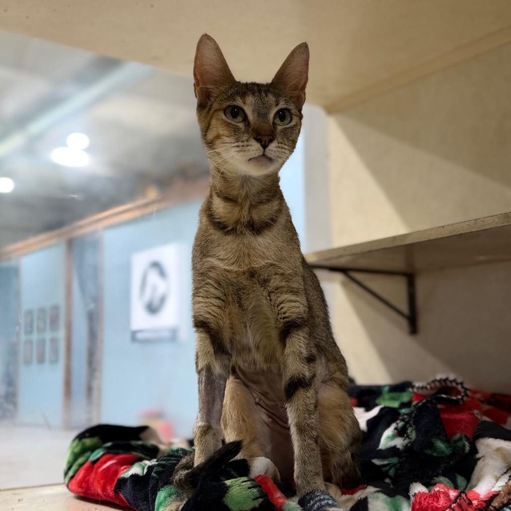 Shelley, Adoptable, Young Female Domestic Short Hair.