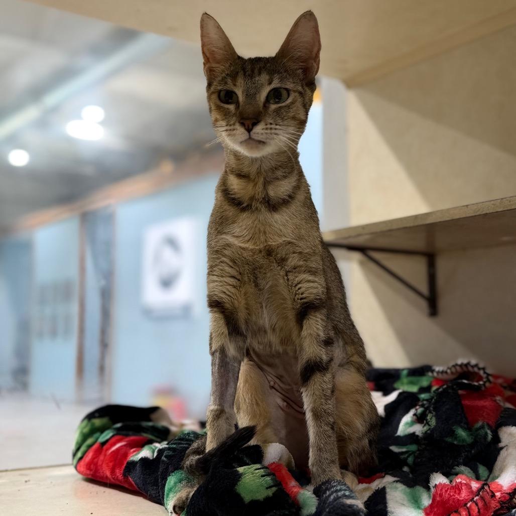 Enlarge Shelley, a Adoptable Domestic Short Hair in Harlingen, TX image 2/2