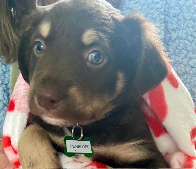 Enlarge Penelope, an adopted mixed breed in New Albany, OH image 1/1