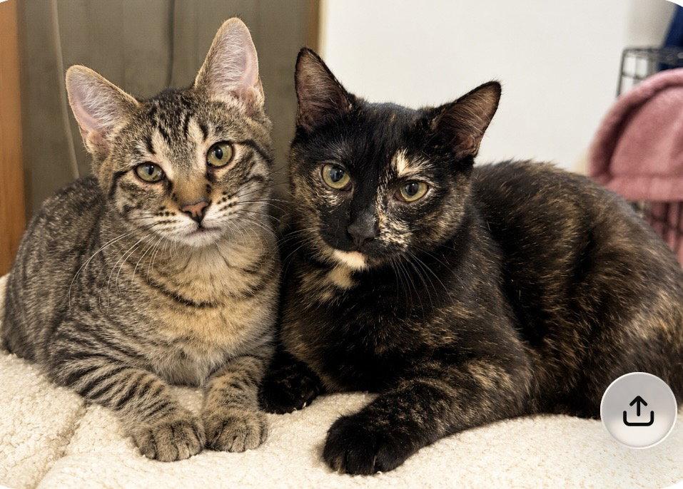 Enlarge Rainbow and Noah, a Adoptable Domestic Short Hair in Shawnee, KS image 2/3