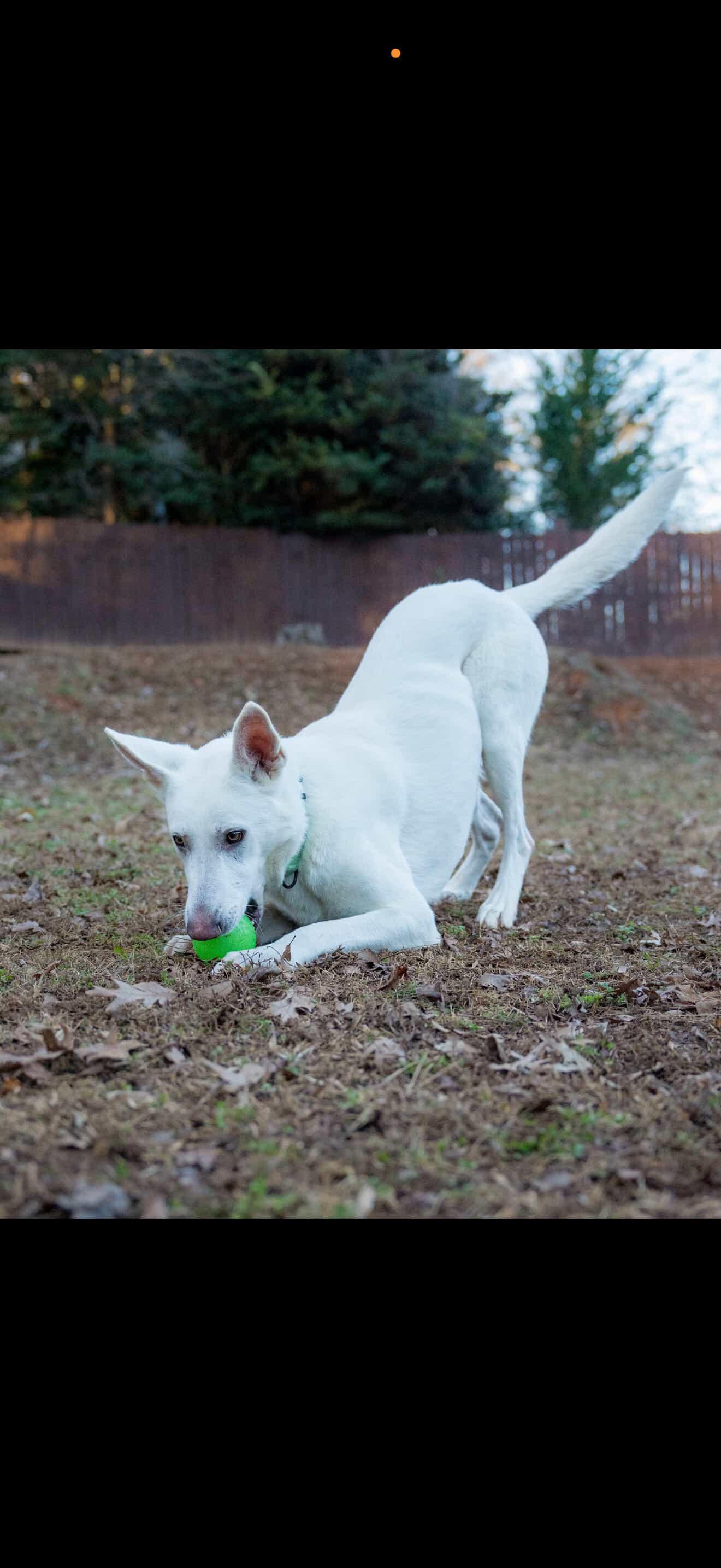Enlarge Aspen, a ADOPTABLE mixed breed in St Petersburg, FL image 5/6
