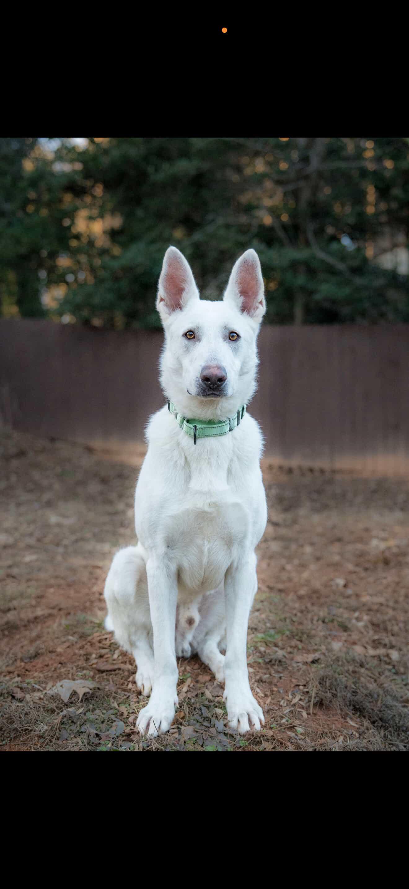 Aspen, ADOPTABLE, Adult Male German Shepherd Dog.