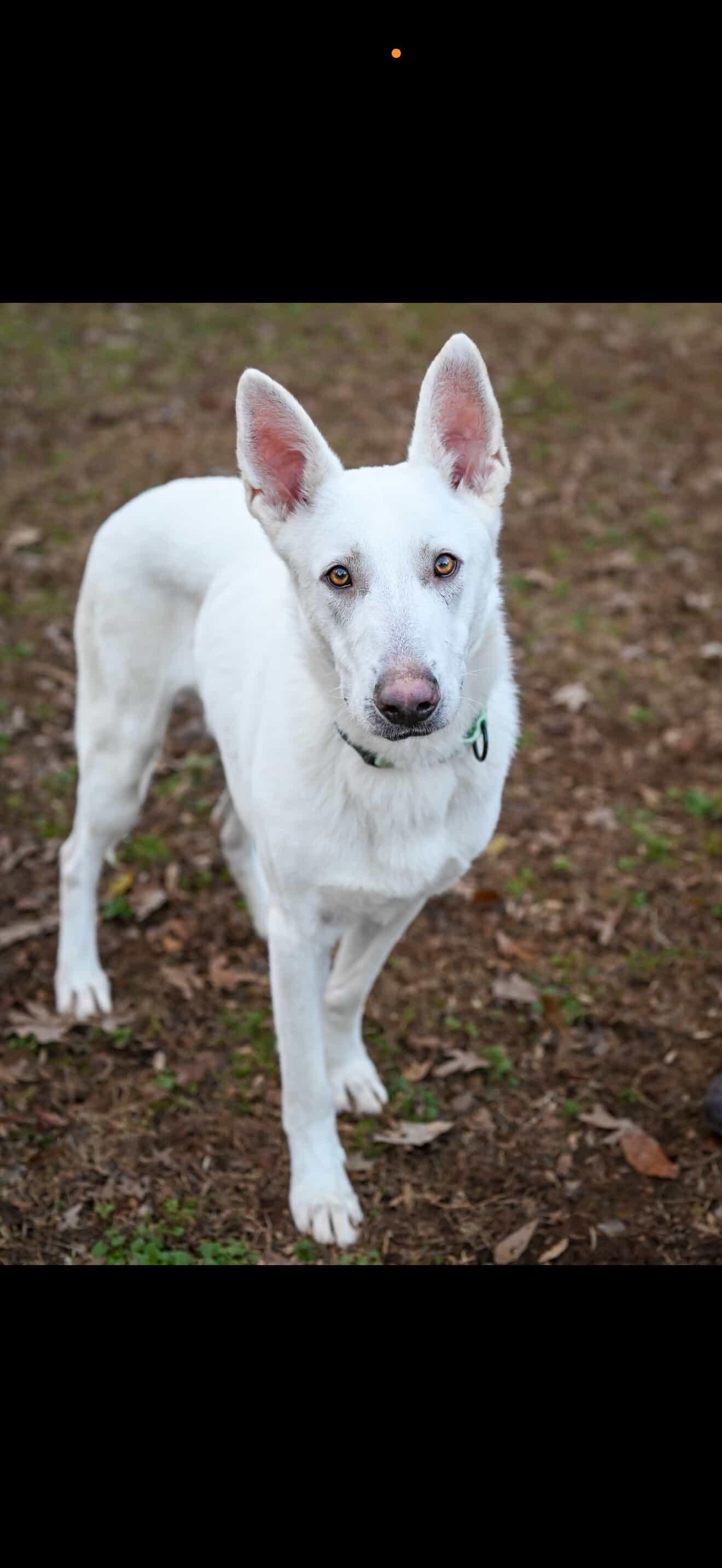 Enlarge Aspen, a ADOPTABLE mixed breed in St Petersburg, FL image 3/6