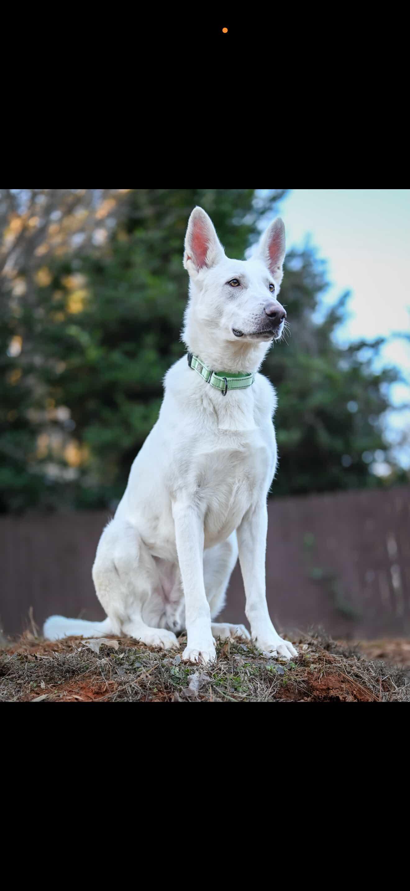 Enlarge Aspen, a ADOPTABLE mixed breed in St Petersburg, FL image 4/6