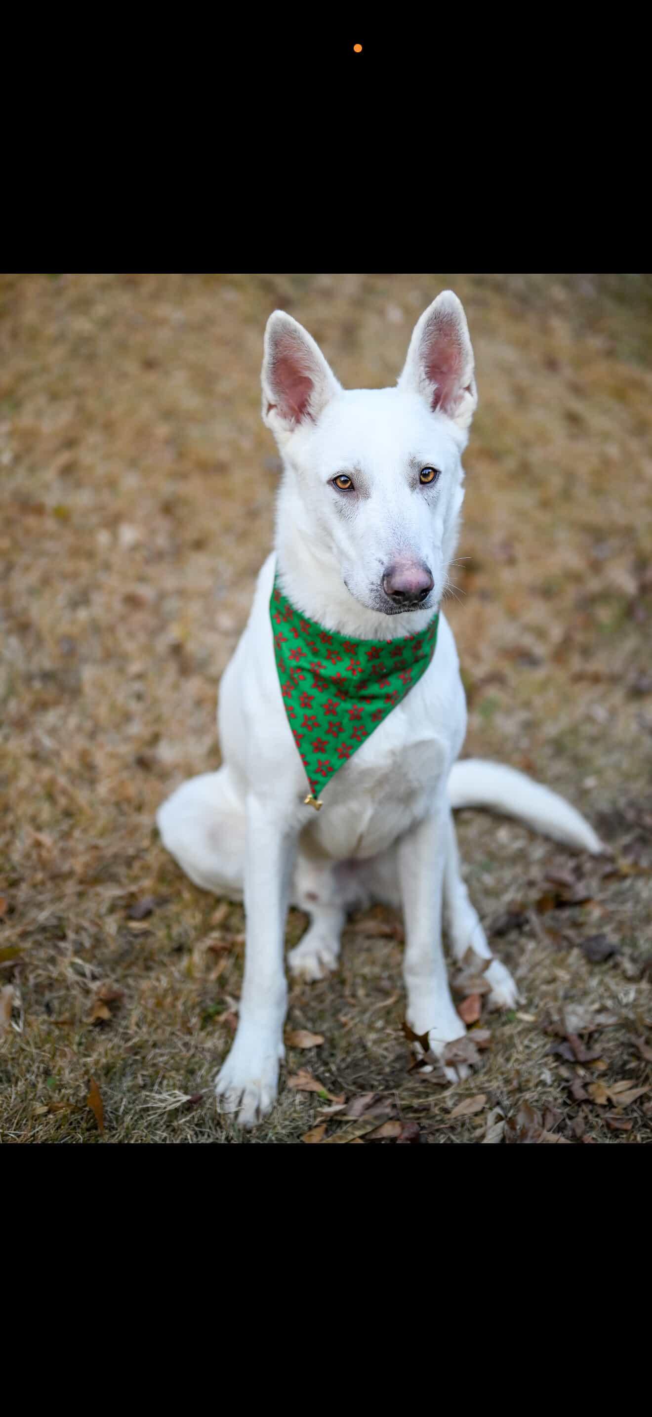 Enlarge Aspen, a ADOPTABLE mixed breed in St Petersburg, FL image 2/6