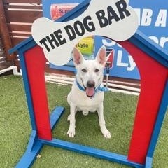Aspen, ADOPTABLE, Adult Male German Shepherd Dog.
