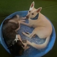 Enlarge Aspen, a ADOPTABLE mixed breed in St Petersburg, FL image 3/6