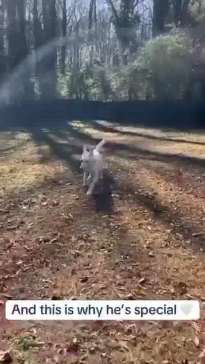 Enlarge Aspen, a ADOPTABLE mixed breed in St Petersburg, FL video 6/6