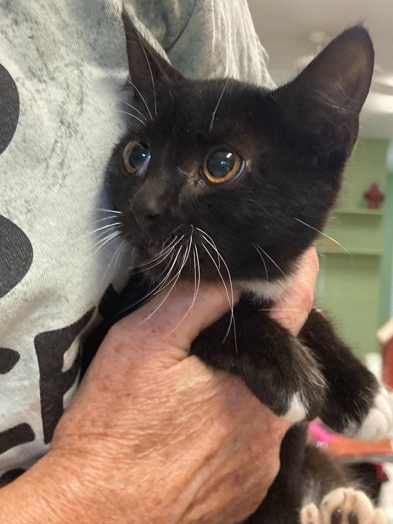 Koa, Adoptable, Kitten Female Domestic Short Hair.