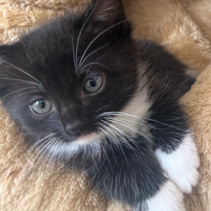 Enlarge Pepper, a Adoptable Domestic Medium Hair in College Grove, TN image 3/3