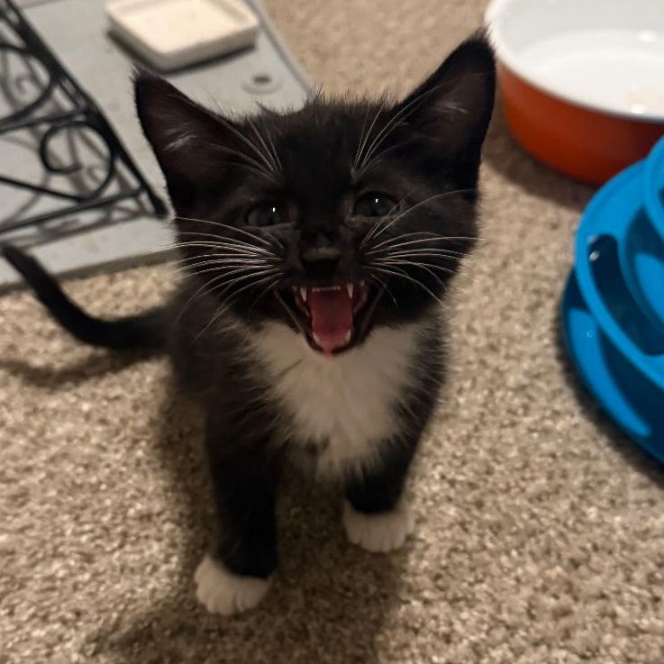 Enlarge Pepper, a Adoptable Domestic Medium Hair in College Grove, TN image 2/3