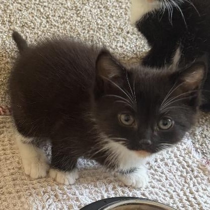 Pepper, Adoptable, Kitten Male Domestic Medium Hair.