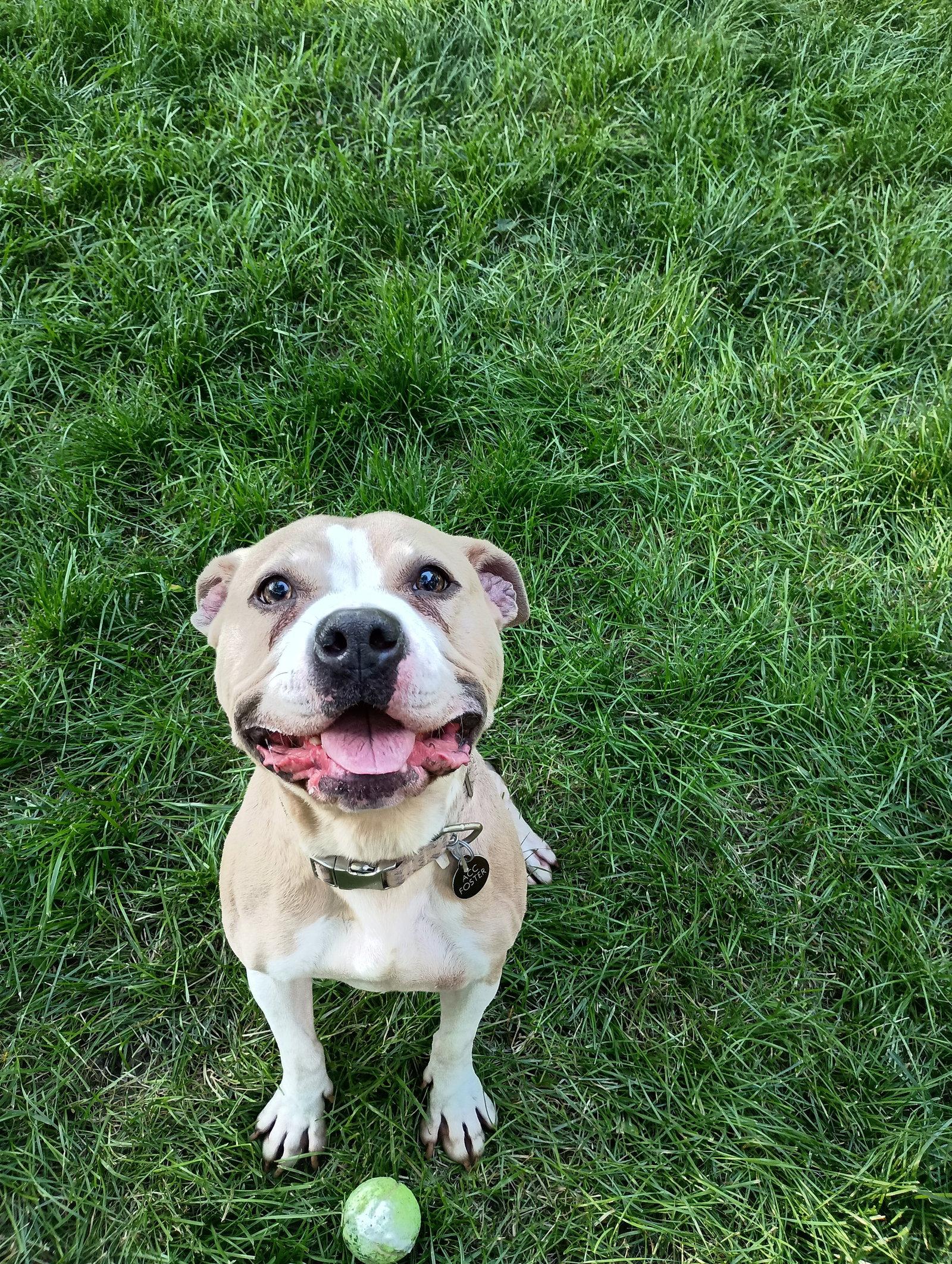Brada, Adoptable, Adult Female Terrier.