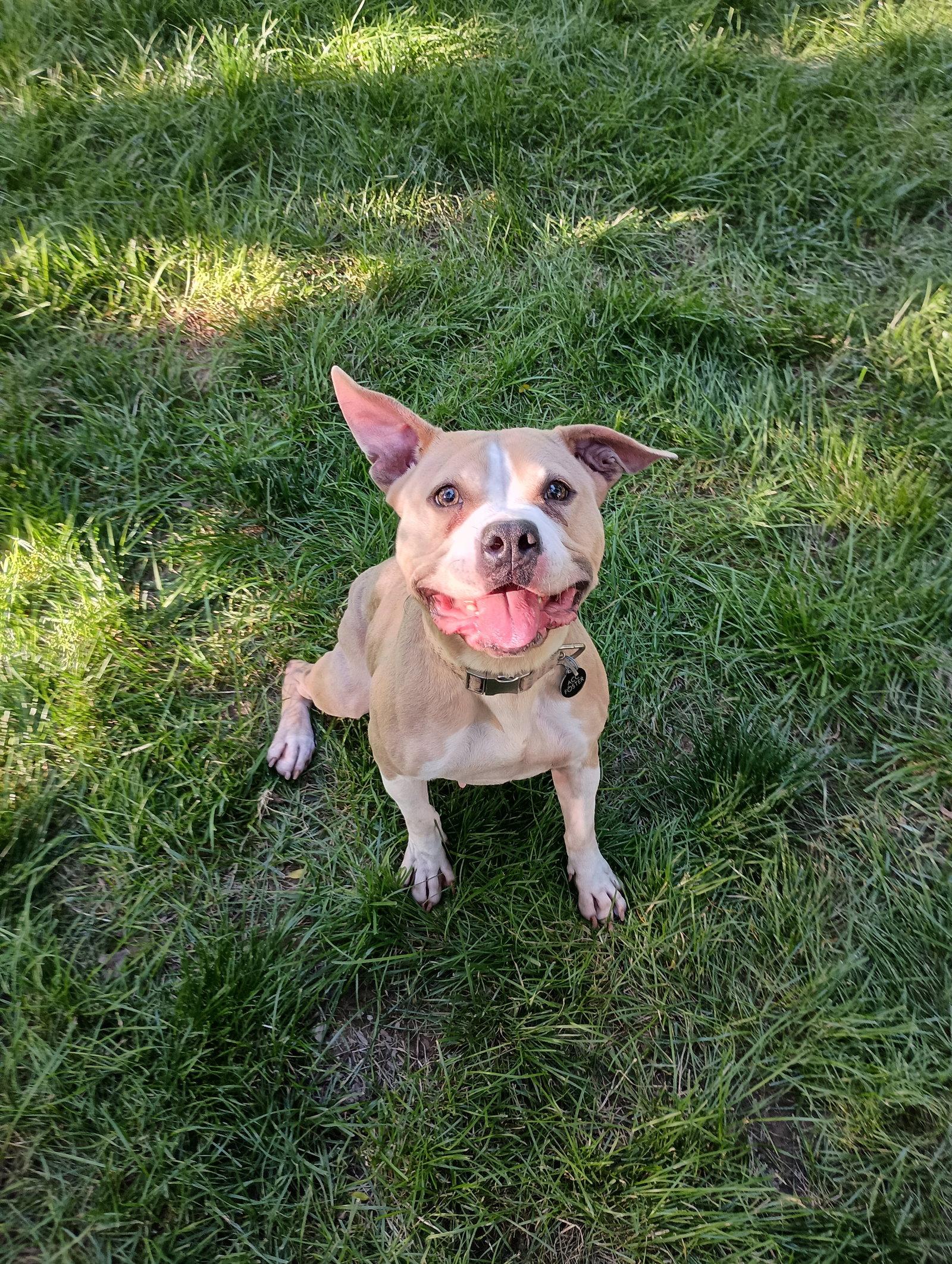 Brada, a Adoptable Terrier in St. Louis, MO image 2/3