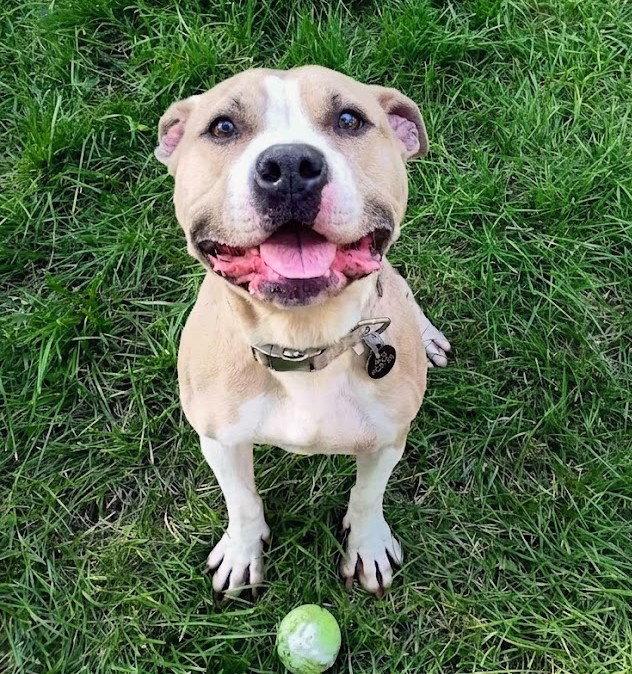 Brada, a Adoptable Terrier in St. Louis, MO image 3/3