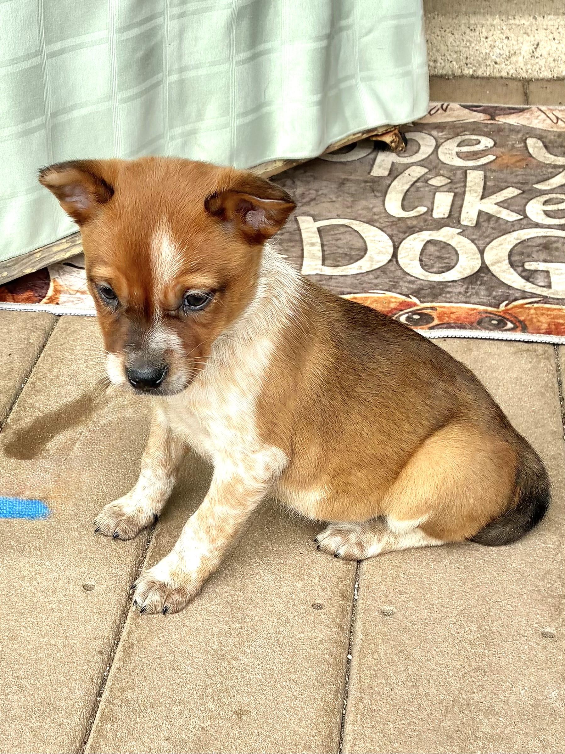 Enlarge Dixee, a Adoptable mixed breed in West Chicago, IL image 3/3