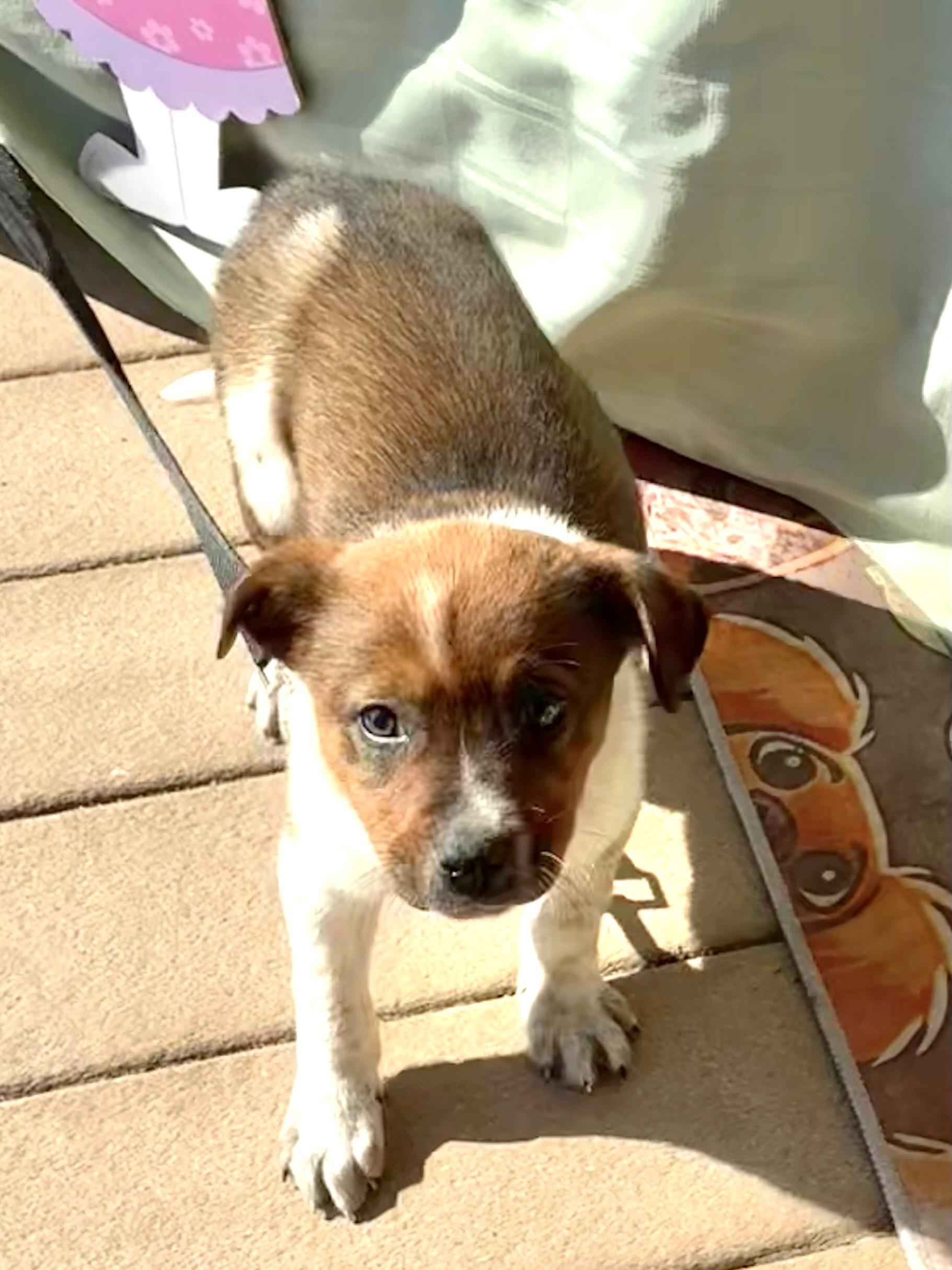 Enlarge Dixee, a Adoptable mixed breed in West Chicago, IL image 3/3