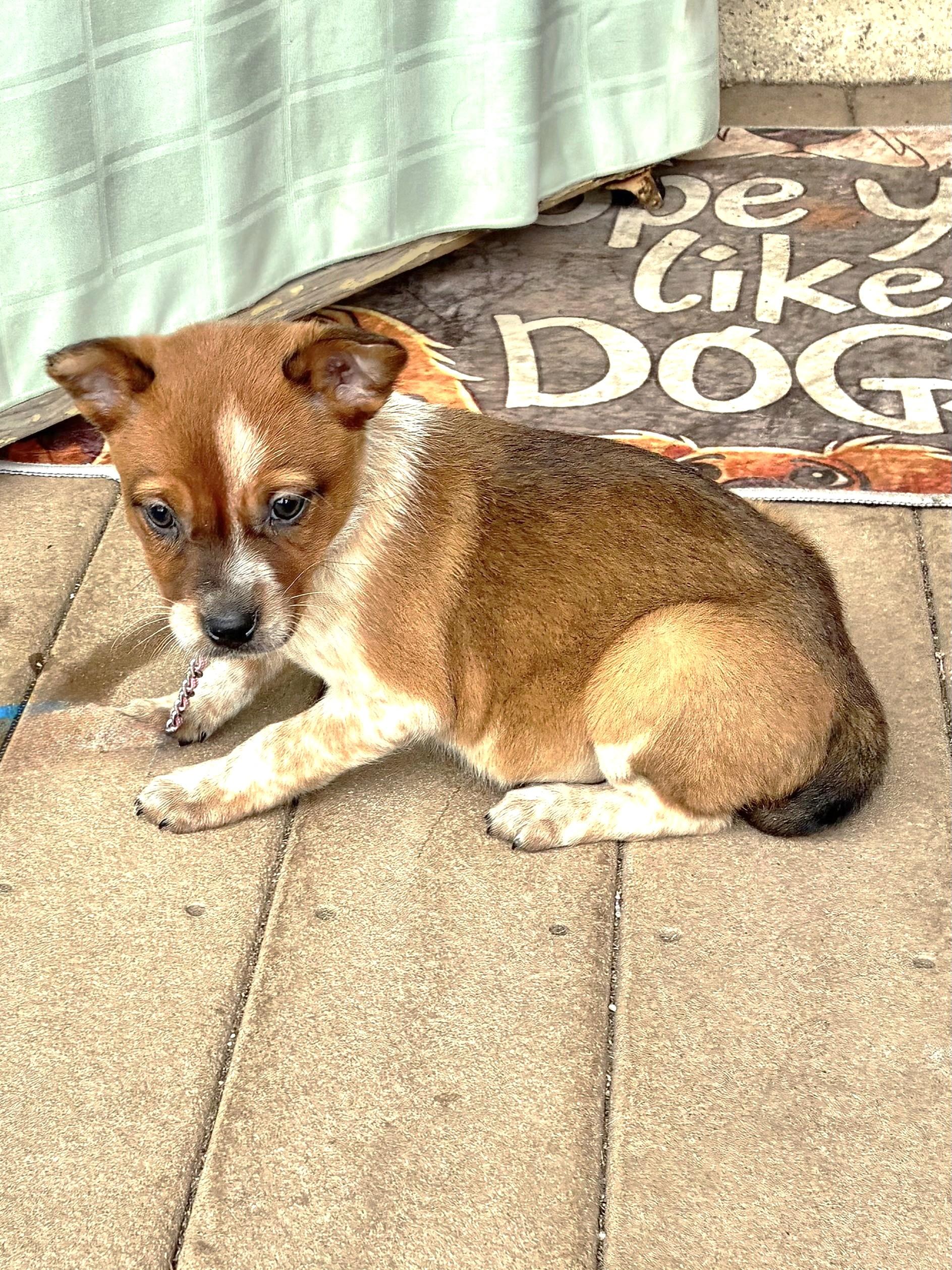 Dixee, Adoptable, Puppy Female Australian Cattle Dog / Blue Heeler.