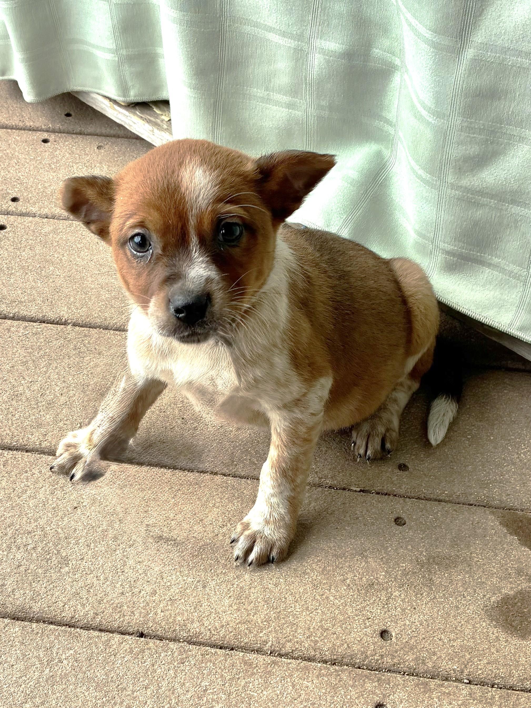 Enlarge Dixee, a Adoptable mixed breed in West Chicago, IL image 2/3